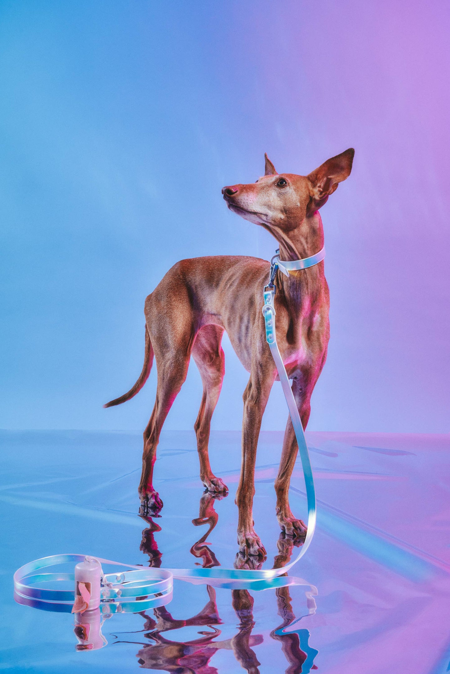 Wild One - Adjustable Waterproof Dog Leash