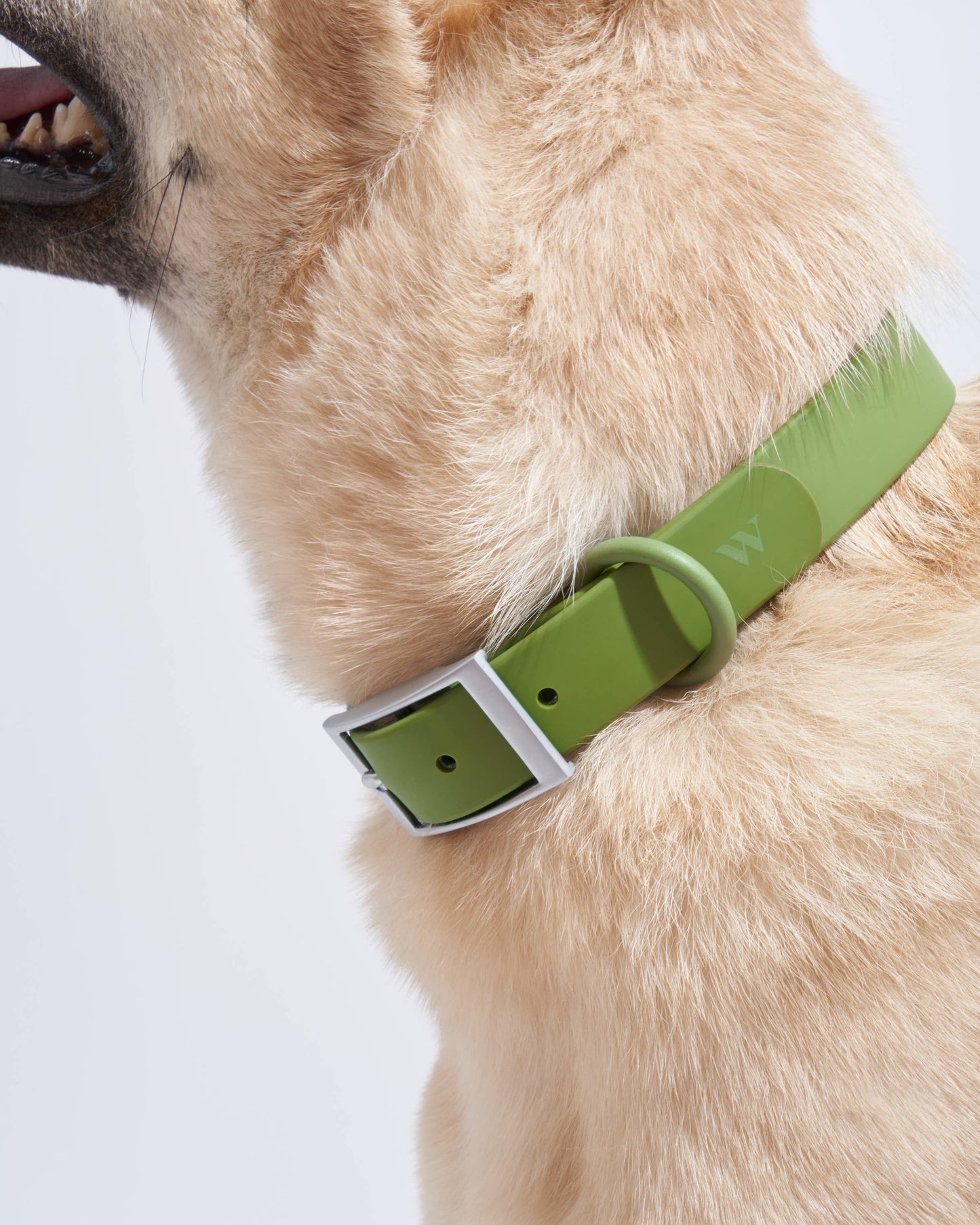 Wild One - Adjustable Waterproof Fashion Dog Collar