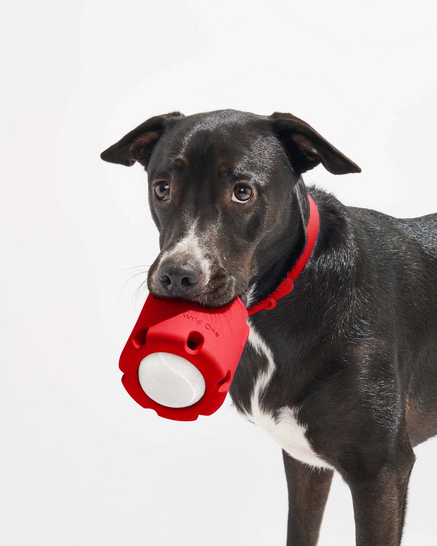 Wild One - Tennis Tumble Interactive Dog Toy
