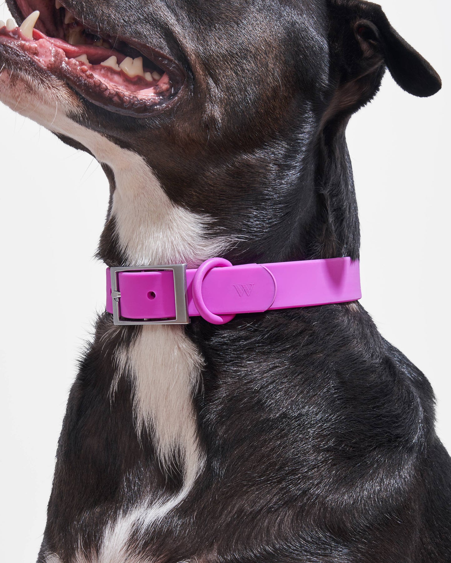 Wild One - Adjustable Waterproof Fashion Dog Collar