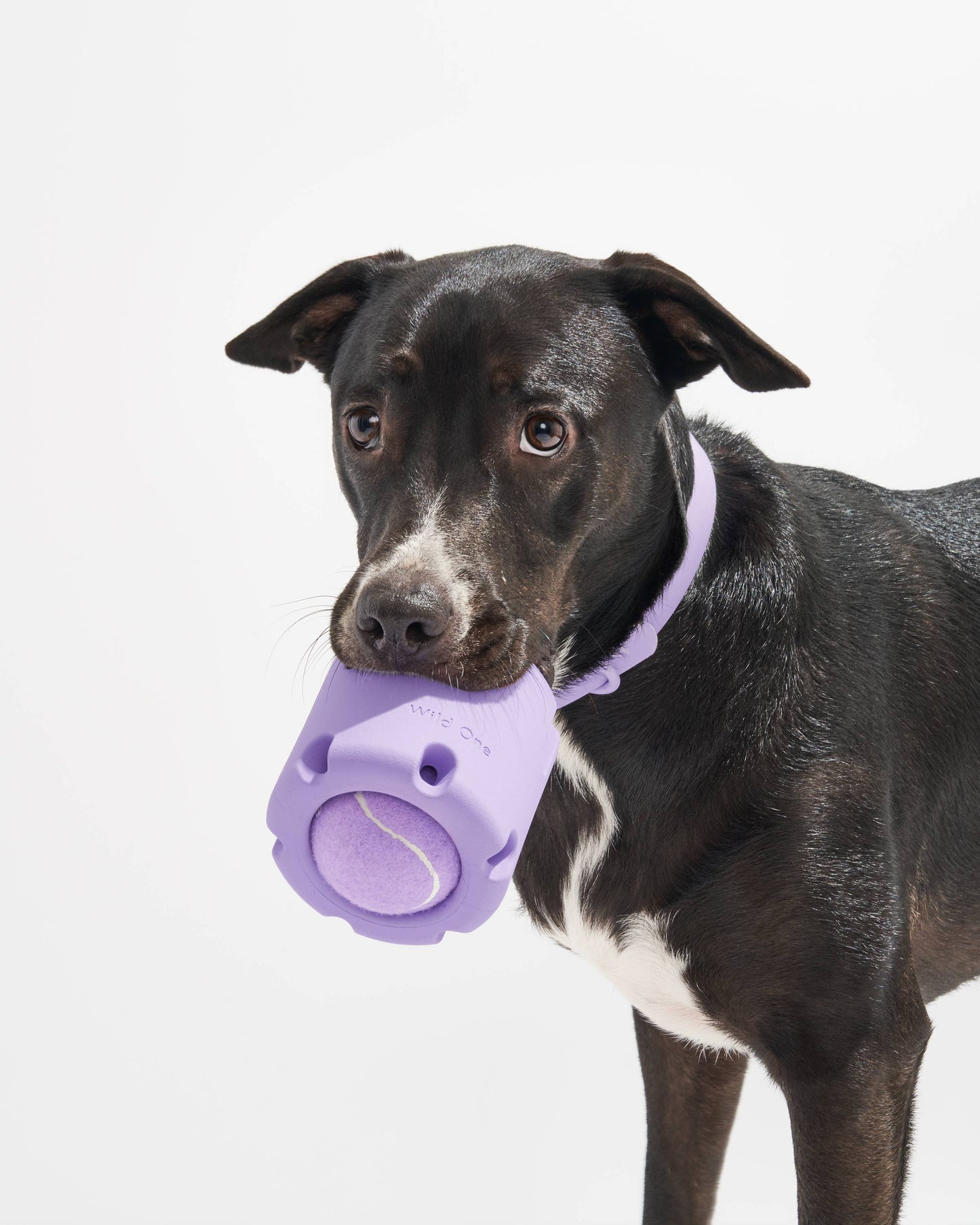 Wild One - Tennis Tumble Interactive Dog Toy
