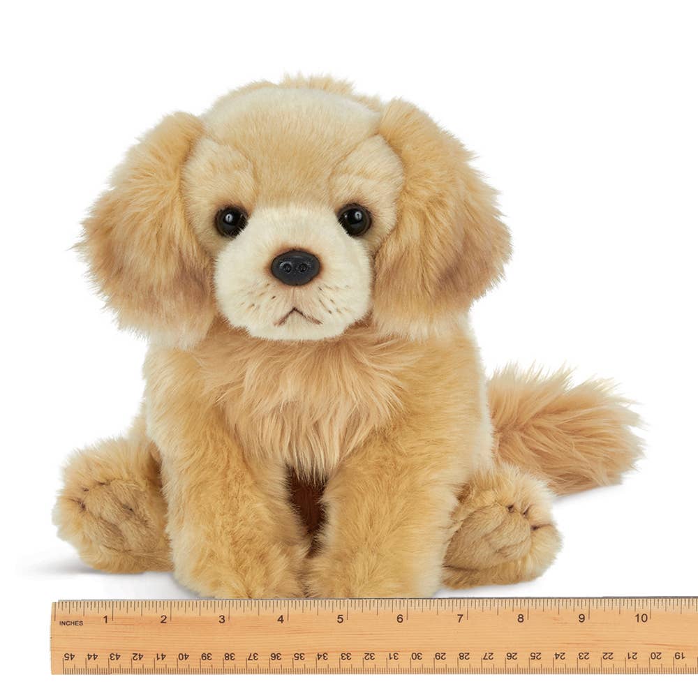Goldie the Golden Retriever