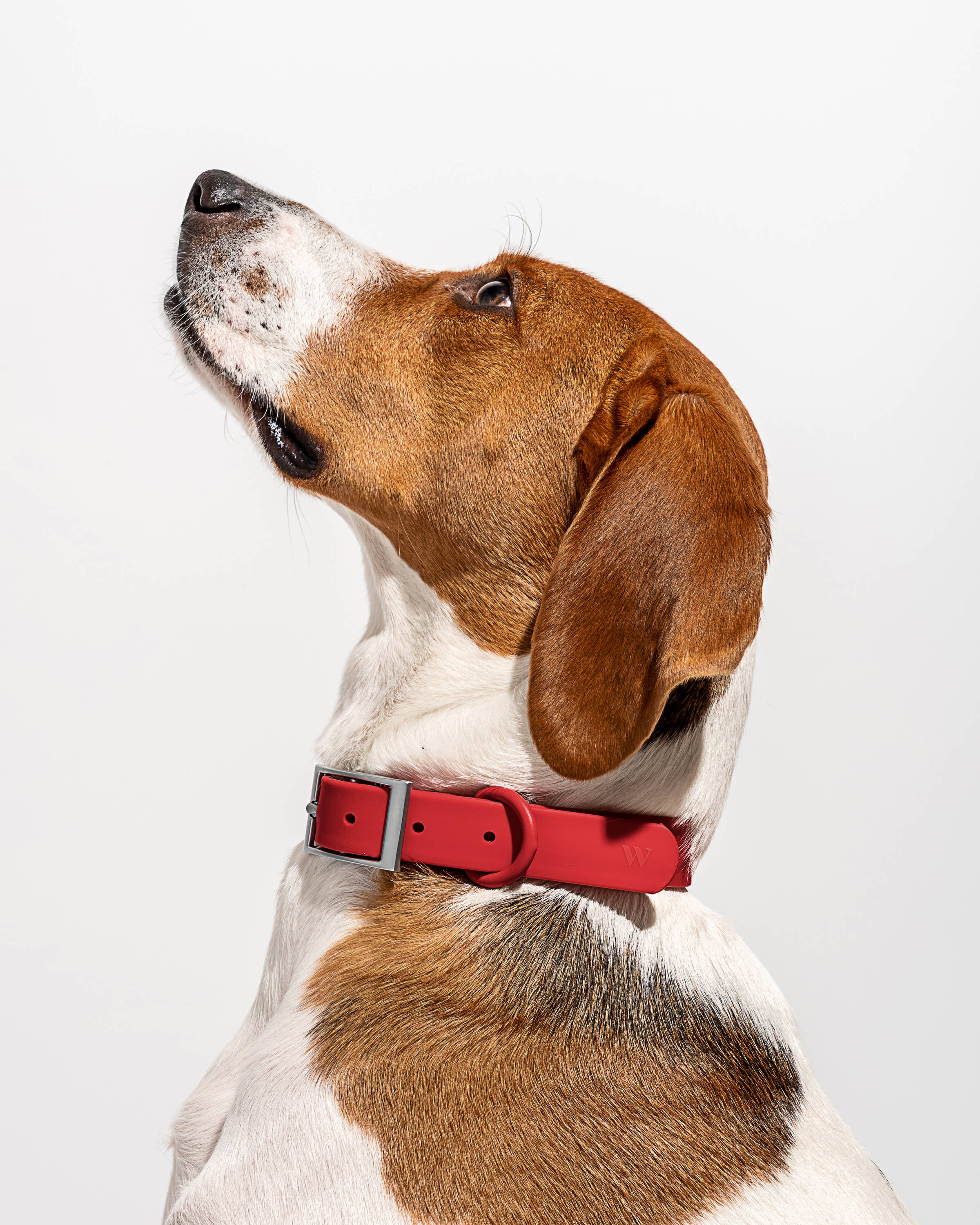Image of Wild One - Adjustable Waterproof Fashion Dog Collar