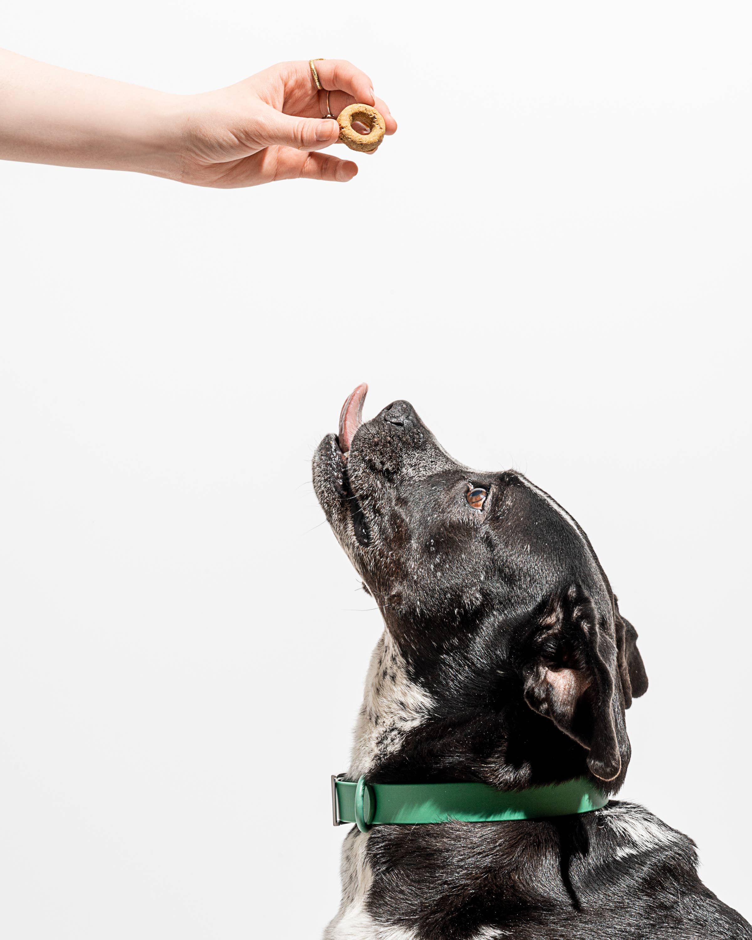 Wild One - Organic Pumpkin Spice Vegan Baked Dog Treats
