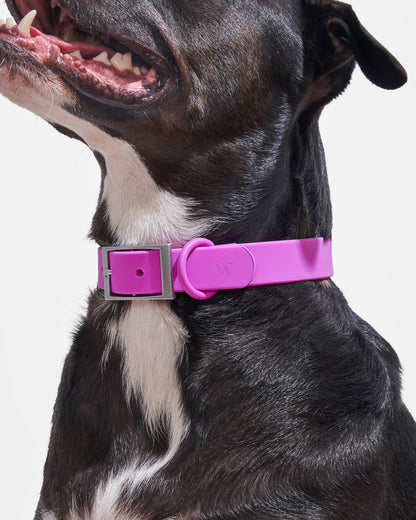 Wild One - Adjustable Waterproof Fashion Dog Collar