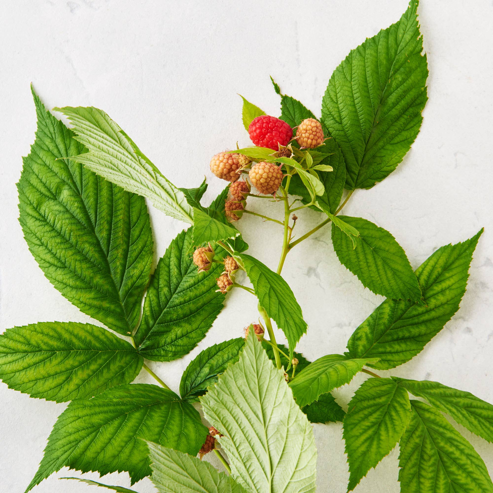 Image of Matter Company - Mom to Be Tea