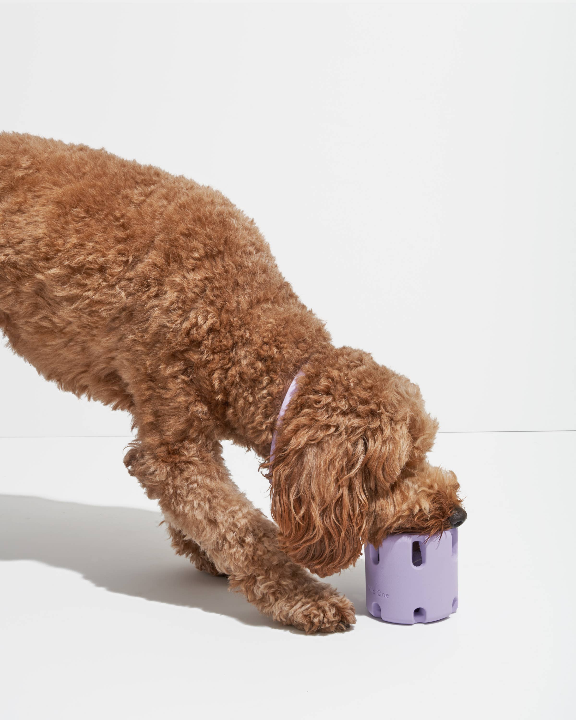 Image of Wild One - Tennis Tumble Interactive Dog Toy