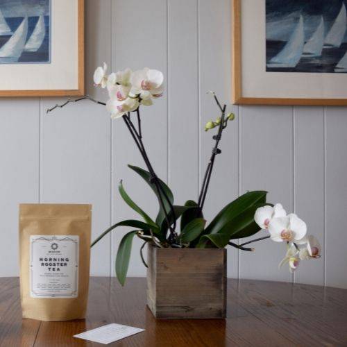 Image of Morning Rooster Tea: Herbal Blend for Male Reproductive Health